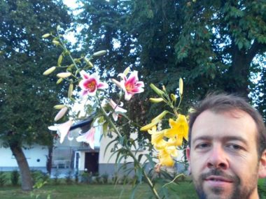 Ljiljan u cvatu na obiteljskom imanju OPG Tvrtko