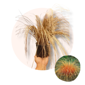 Carex comans - Brončana trava
