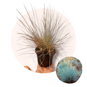 Festuca glauca - Sivoplava vlasulja