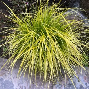 Carex oshimensis `Everillo`- japanski šaš