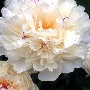 Paeonia lactiflora "Couronne d`Or"