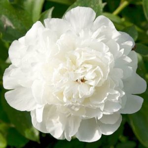 Paeonia lactiflora „Elsa Sass“