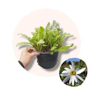 Chrysanthemum maximum – ljetna ivančica, margareta