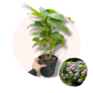 Hydrangea macrophylla – velelisna hortenzija