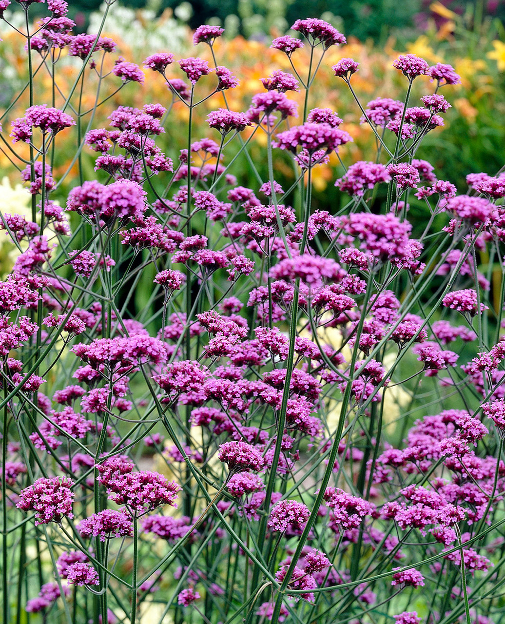Verbena Bonariensis verbena Spori Vrtni Centar Tvrtko