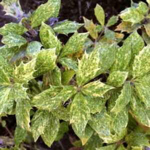 Osmanthus heterophyllus 'Goshiki'